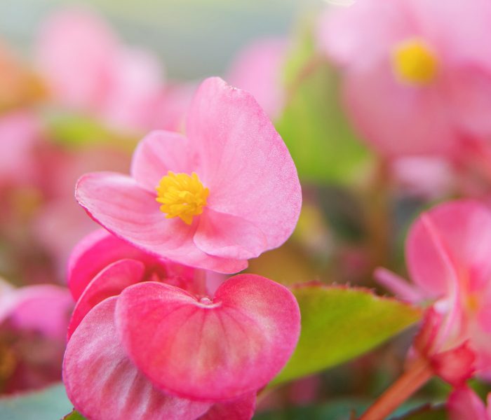 Close up of bright pink begonia flowers background during sunrise. Abstract composition. Environment. Nature inspired. Home gardening